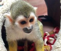 Squirrel Monkey