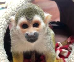 Squirrel Monkey - Image 2