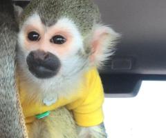 Squirrel Monkey - Image 3