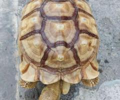 Tortoise - Image 2