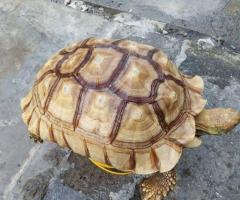 Tortoise - Image 4