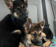 available Males and females German Shepherd puppie