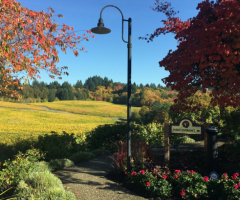 Willamette Valley Wine Tours