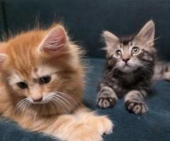 Purebred Maine Coon Kittens - Image 2