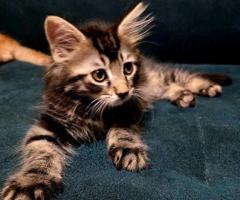 Purebred Maine Coon Kittens - Image 3