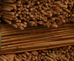 Bulk Bamboo Canes Supplier - Vantidebamboo.com